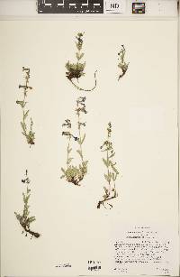 Penstemon humilis subsp. humilis image