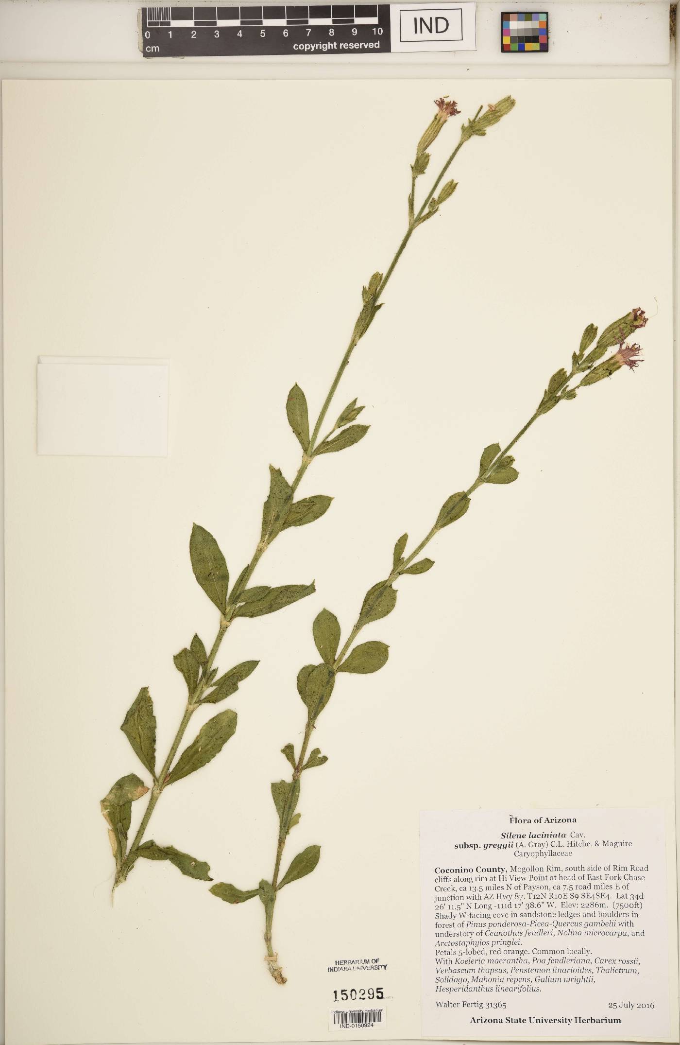 Silene laciniata subsp. greggii image