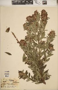 Lespedeza capitata image