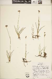 Juncus longistylis image