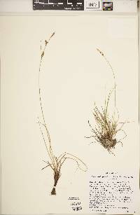 Carex holmgreniorum image