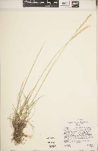 Elymus lanceolatus image