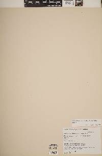 Helianthus praecox subsp. hirtus image