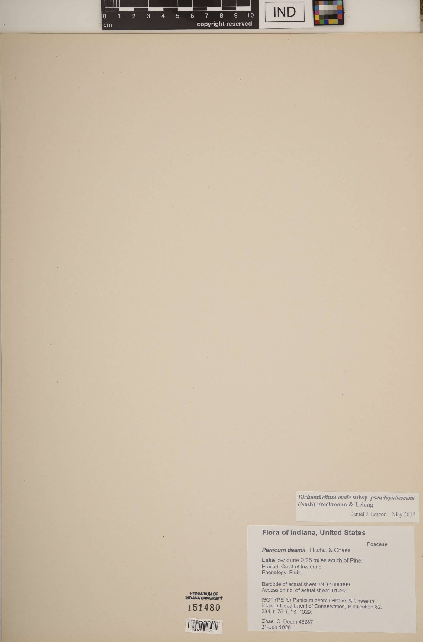 Dichanthelium deamii image