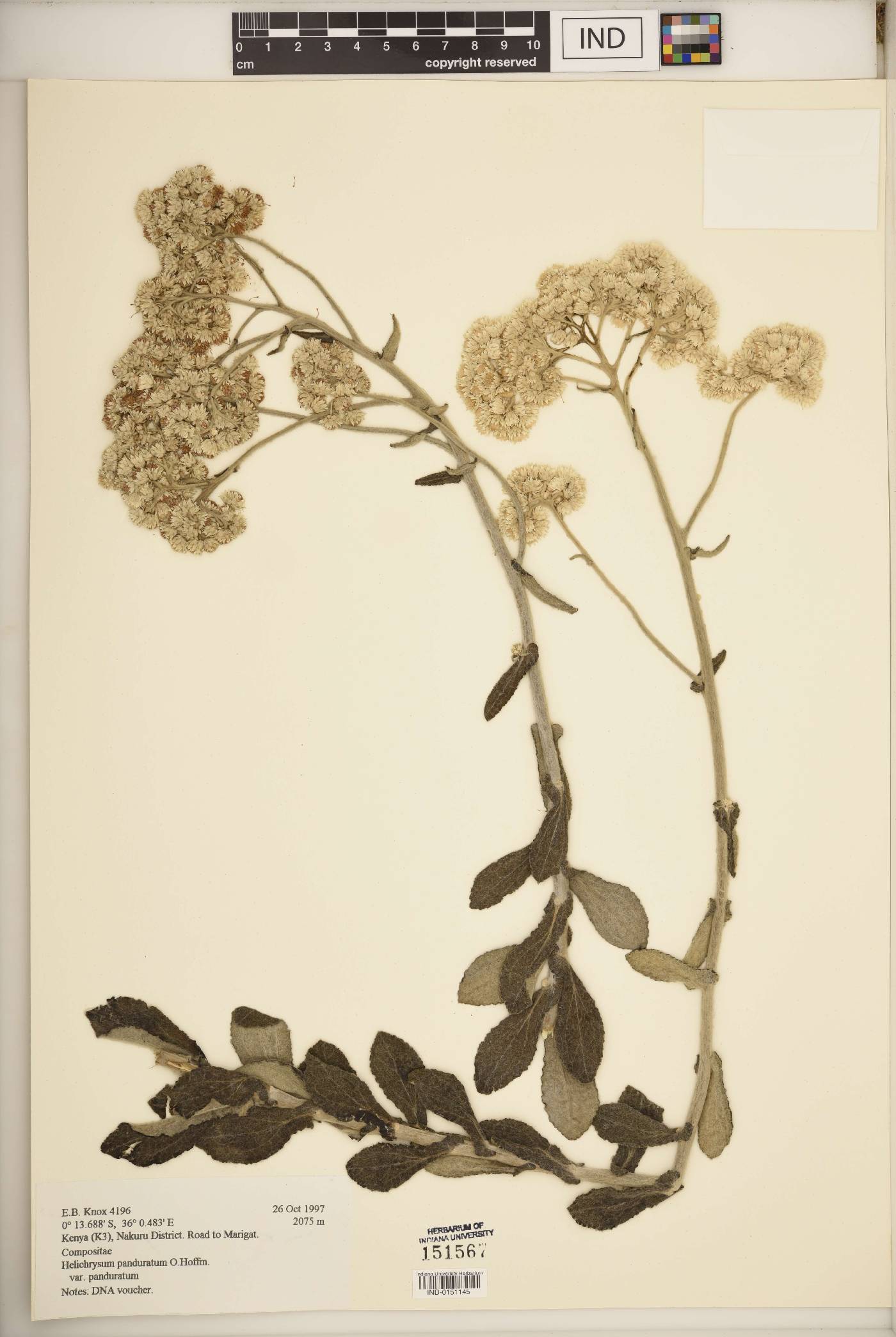 Helichrysum panduratum image