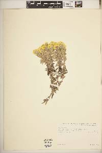 Image of Helichrysum splendidum