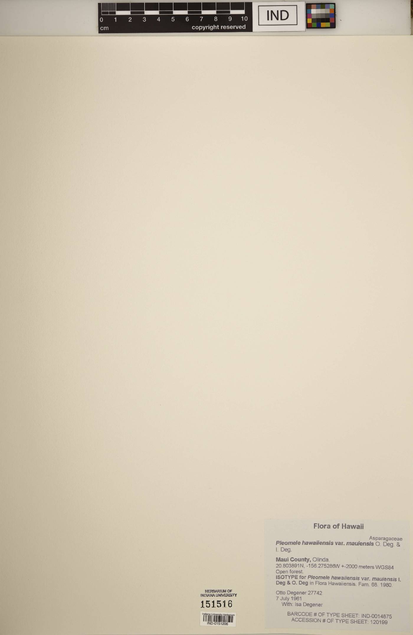 Pleomele image