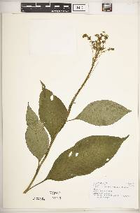Image of Burmeistera multiflora
