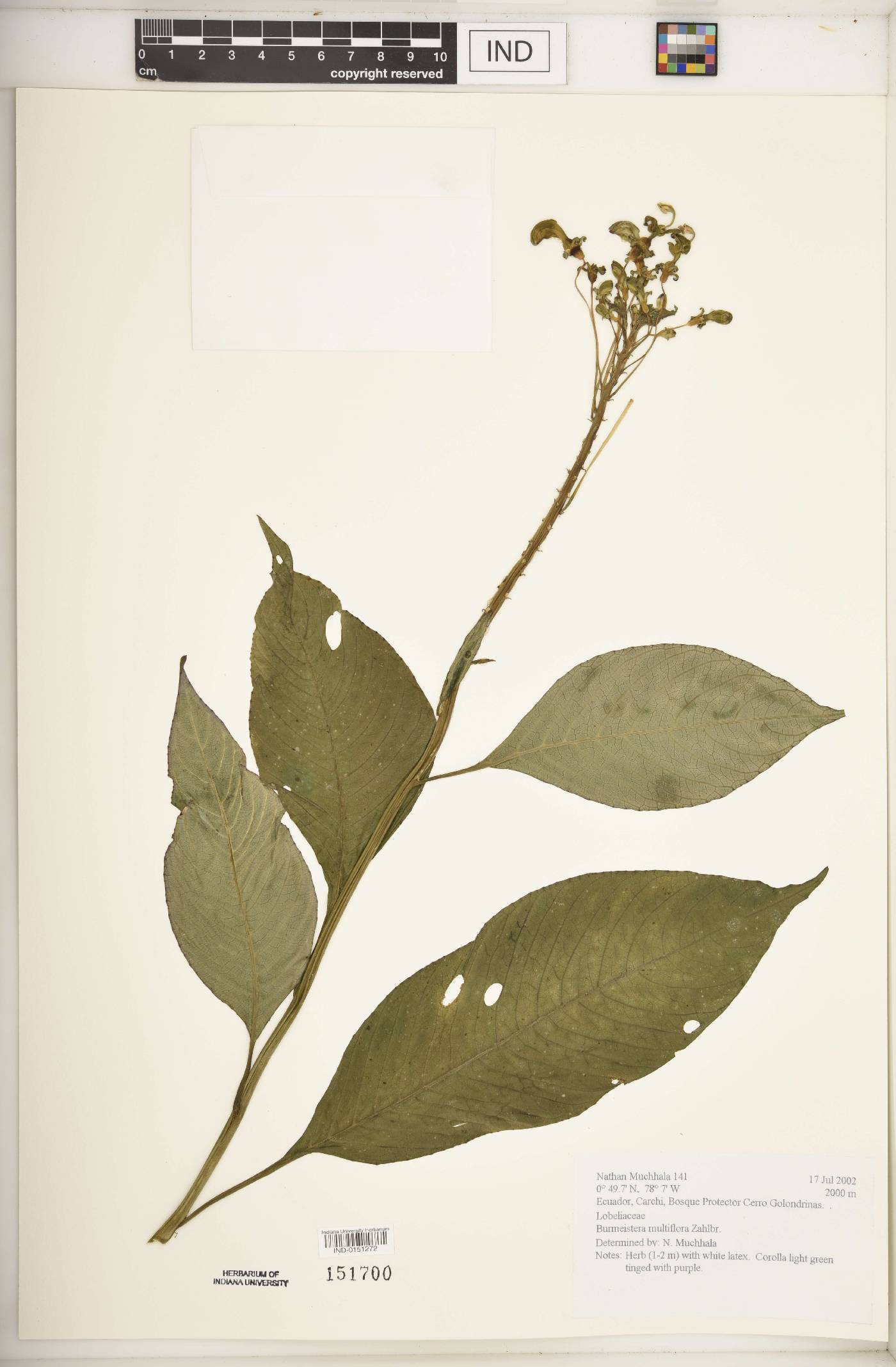 Burmeistera multiflora image