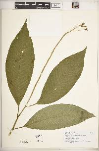 Burmeistera multiflora image