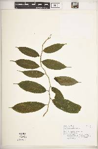 Burmeistera succulenta image