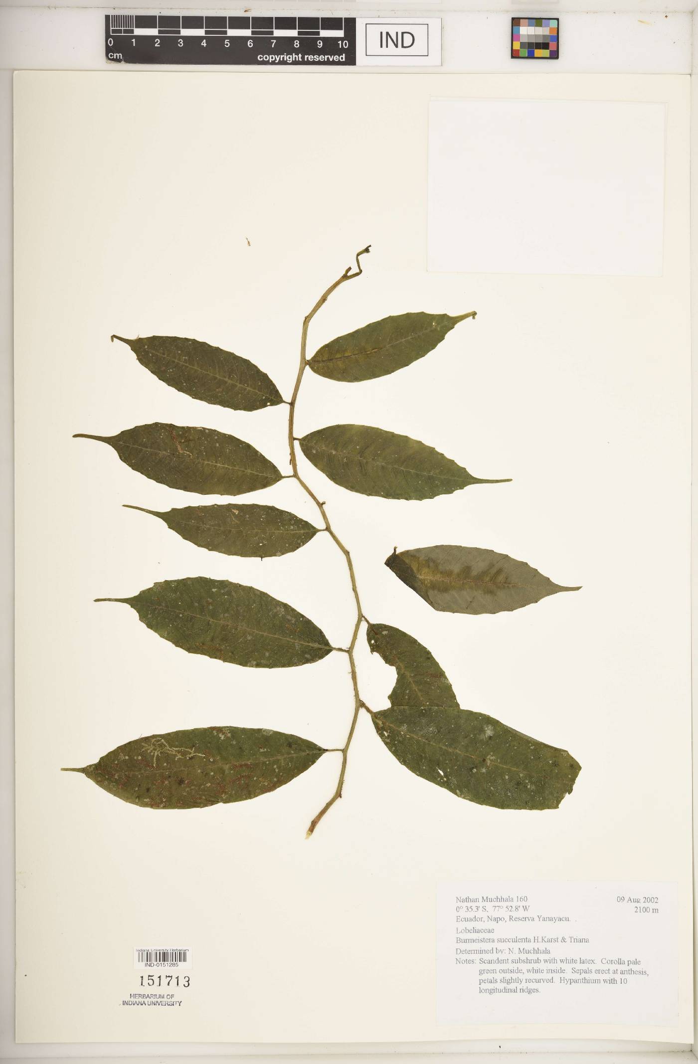 Burmeistera succulenta image