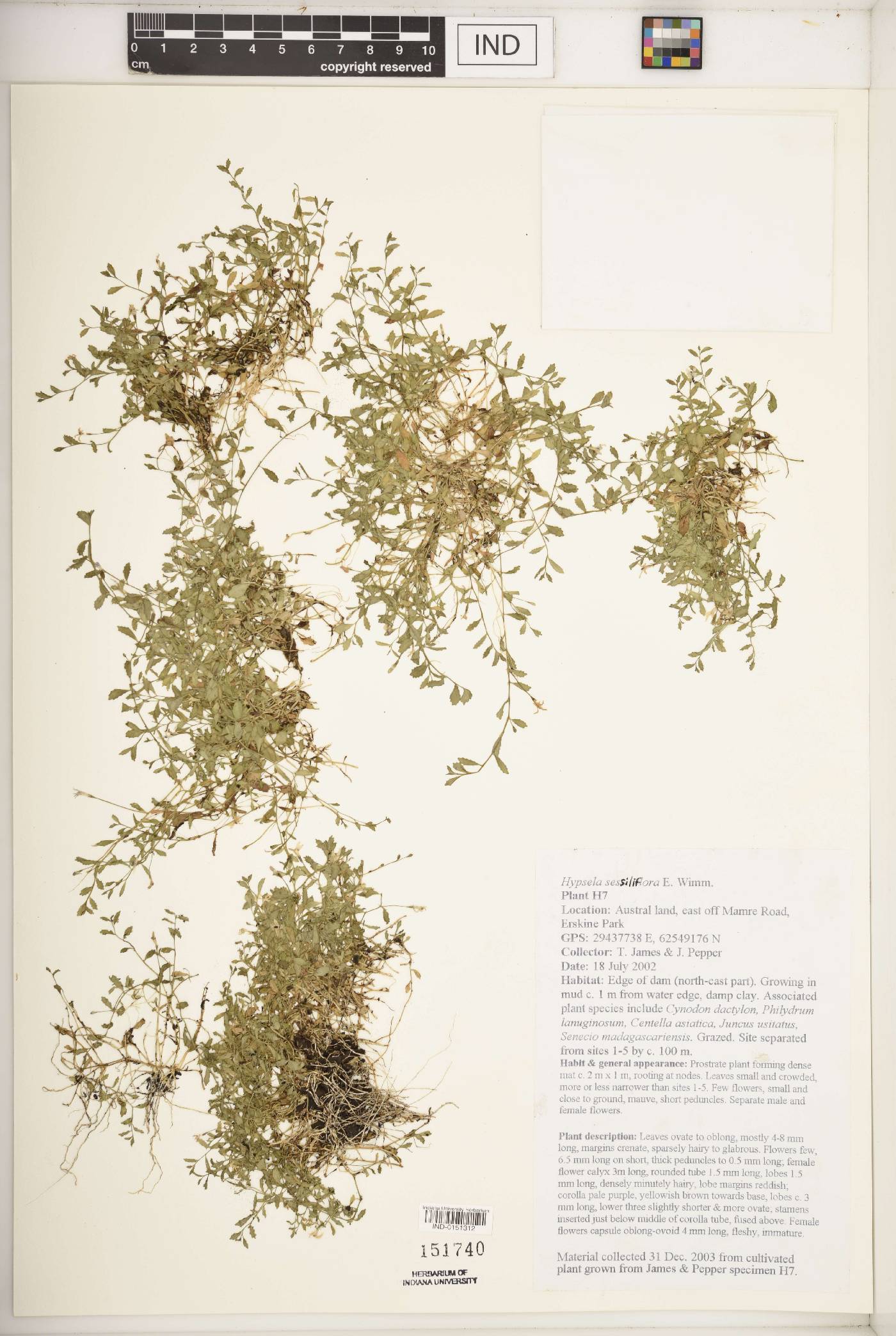 Isotoma fluviatilis subsp. fluviatilis image