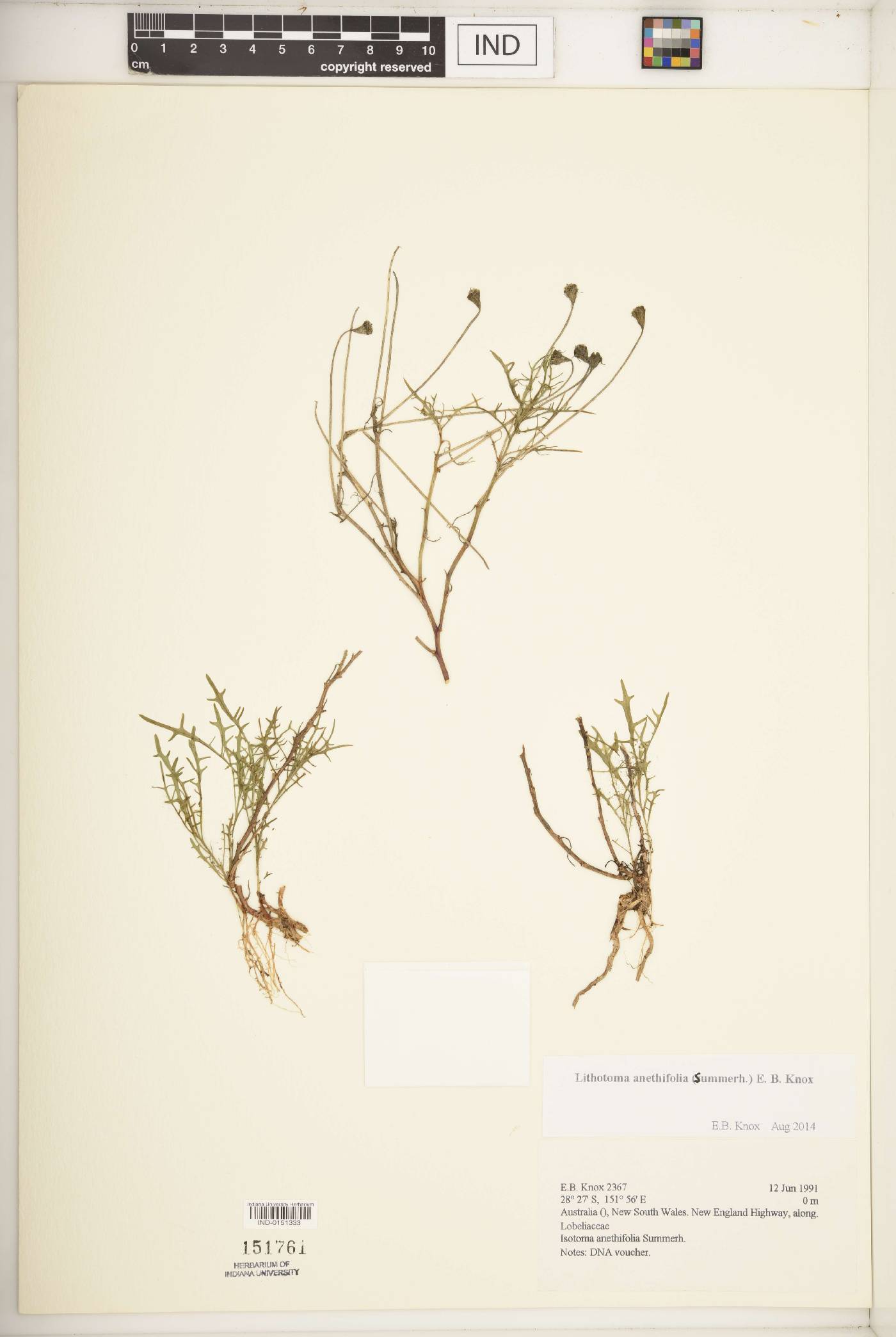 Lithotoma anethifolia image