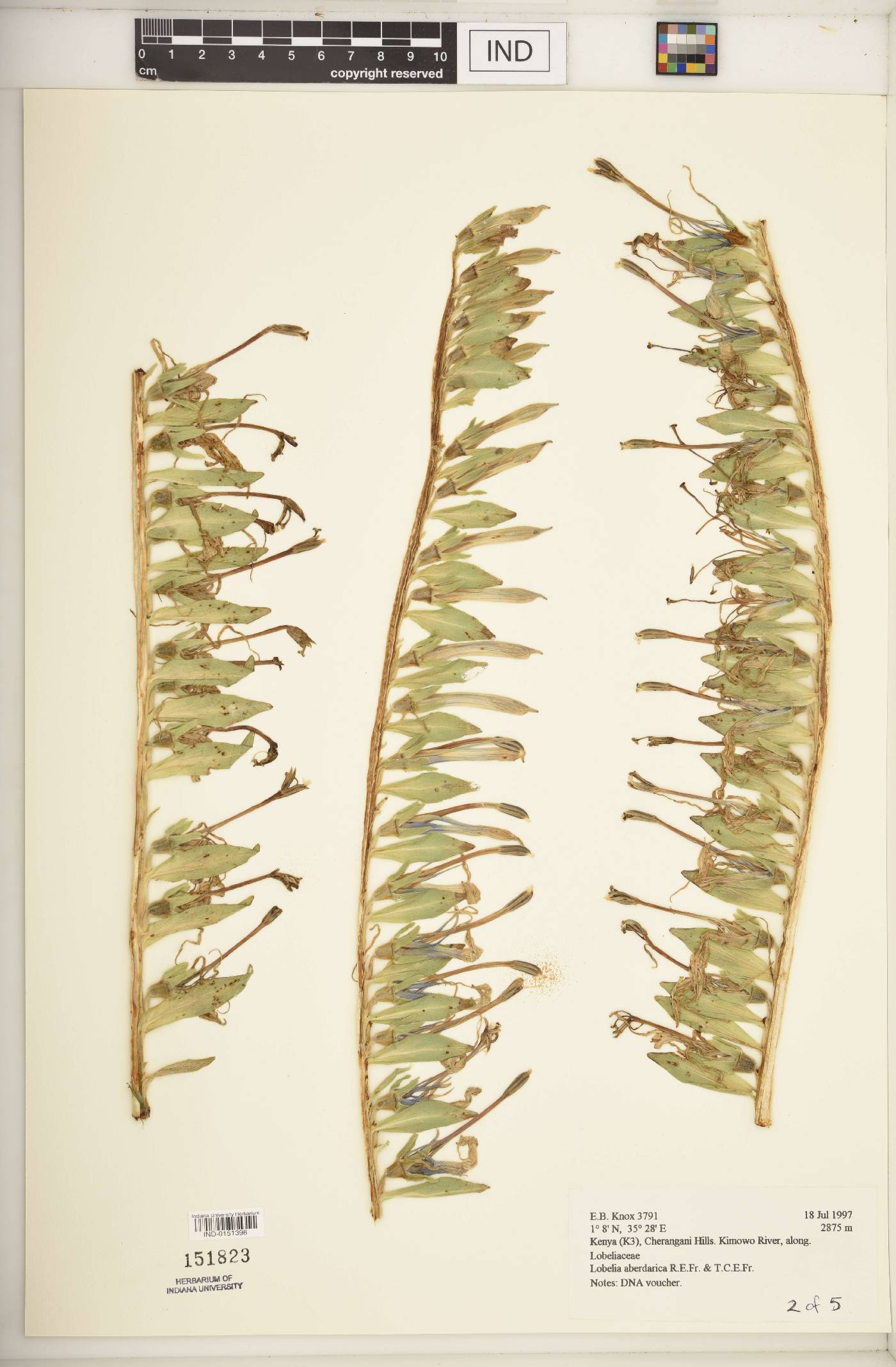 Lobelia aberdarica image