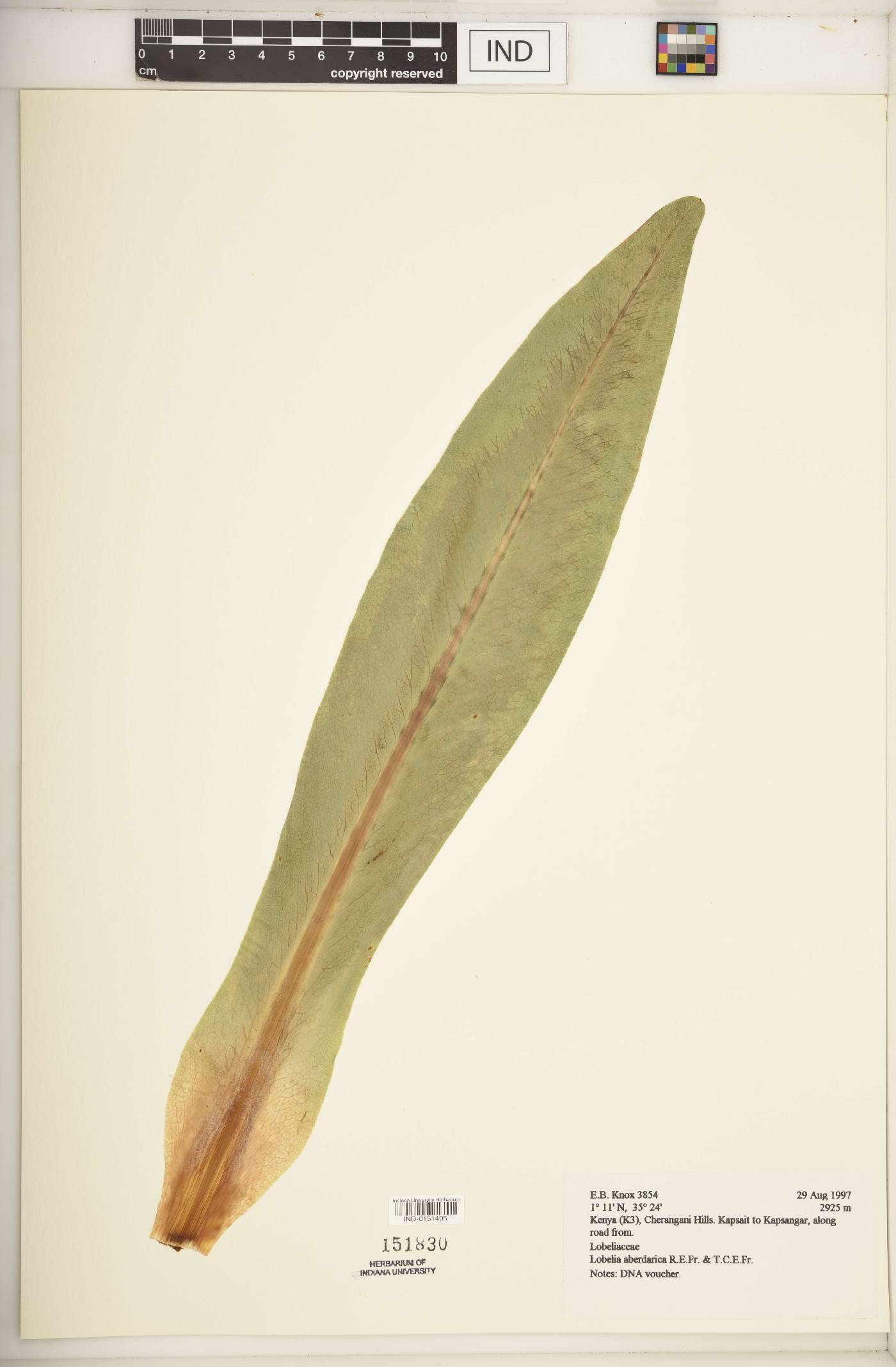 Lobelia aberdarica image