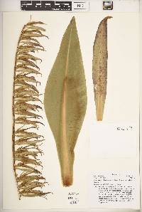 Image of Lobelia acrochilus