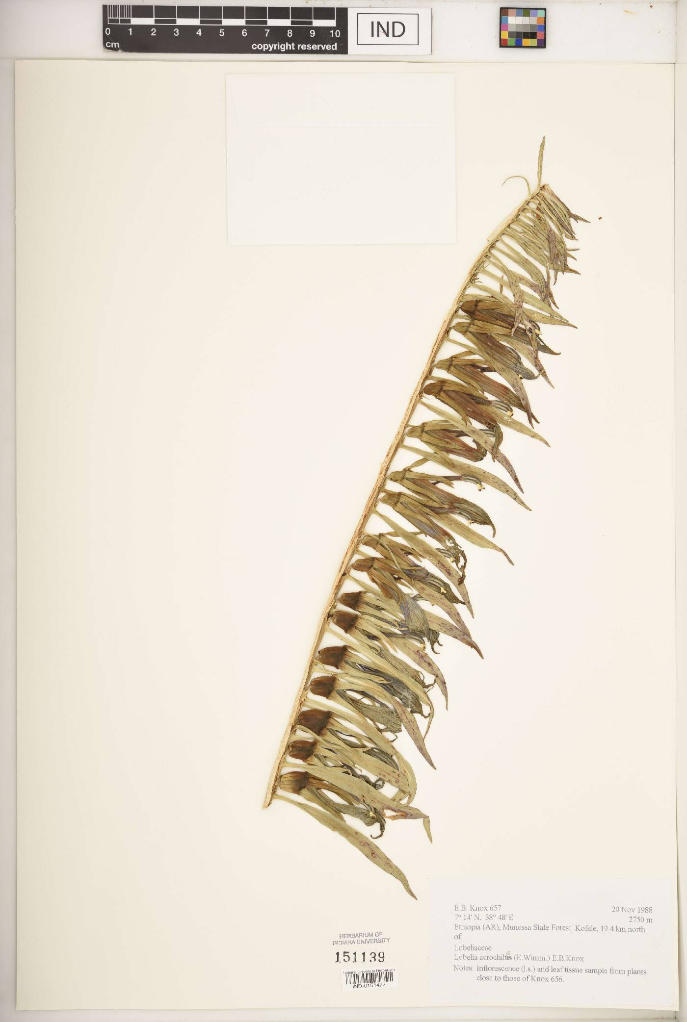 Lobelia acrochilus image