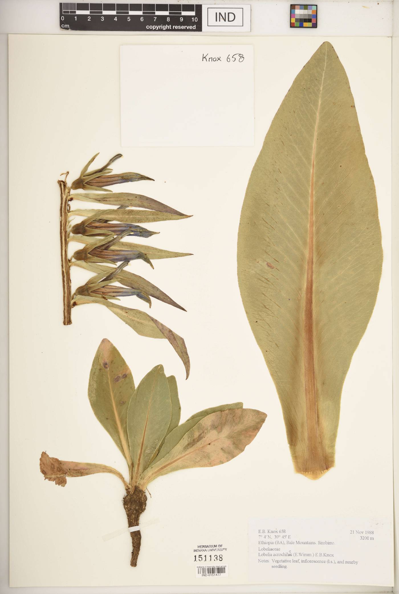 Lobelia acrochilus image