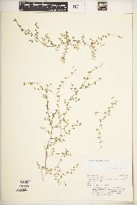 Lobelia angulata image