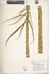 Lobelia bambuseti image