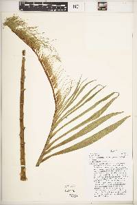 Lobelia bambuseti image