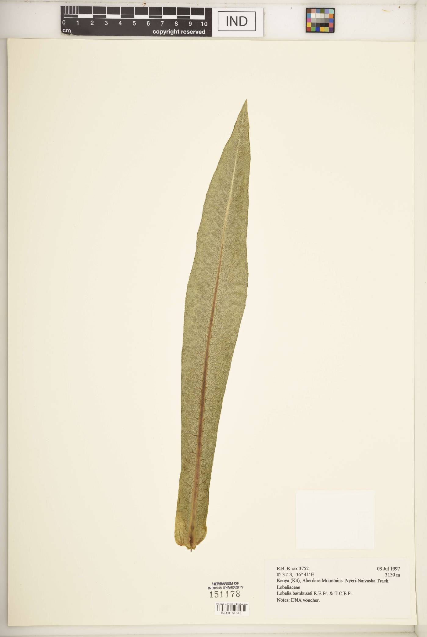 Lobelia bambuseti image