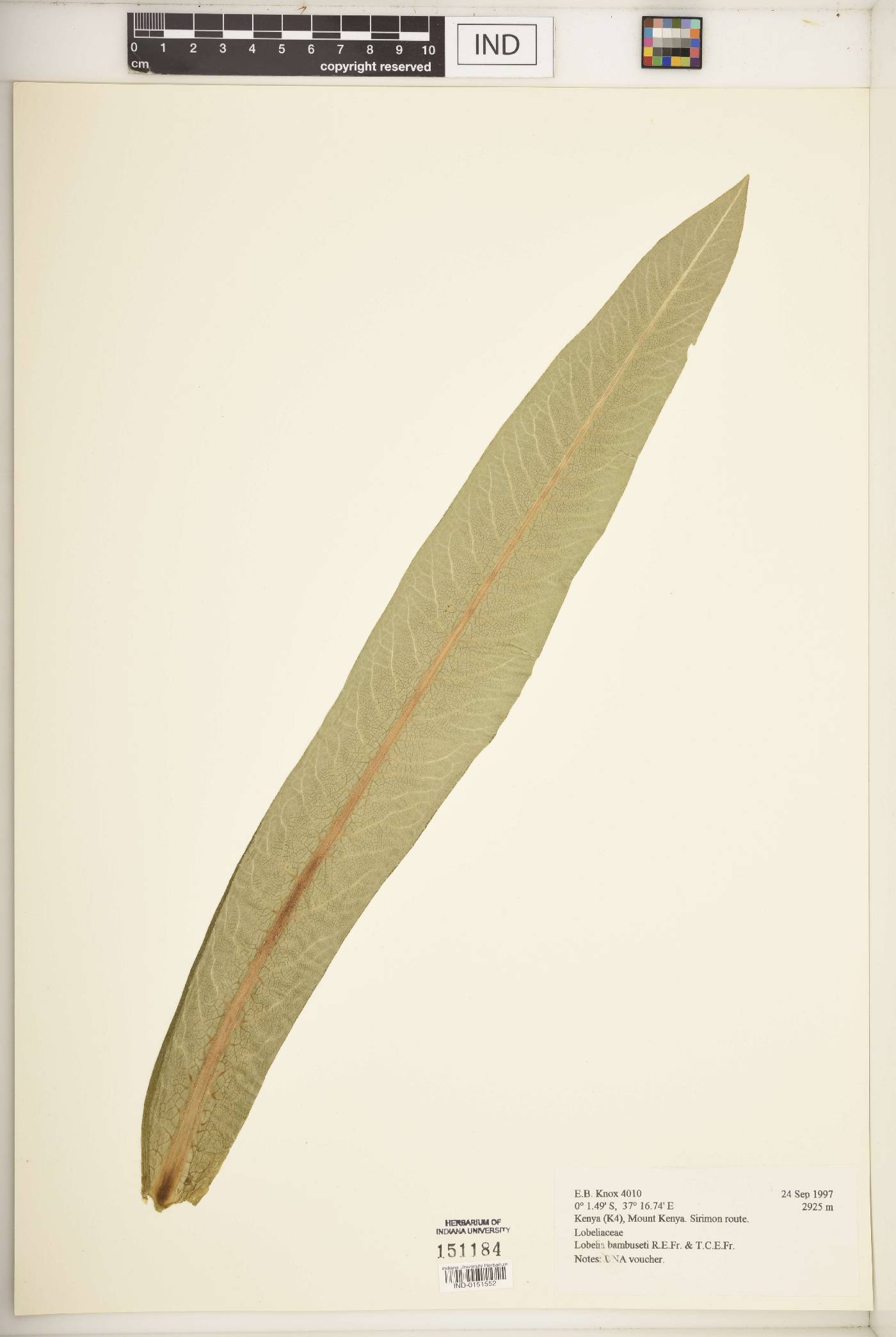Lobelia bambuseti image