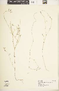 Lobelia fervens subsp. recurvata image