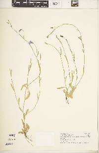 Lobelia flaccida subsp. flaccida image