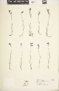 Lobelia flaccida subsp. flaccida image