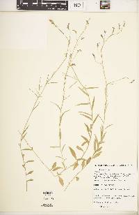 Lobelia flaccida subsp. flaccida image