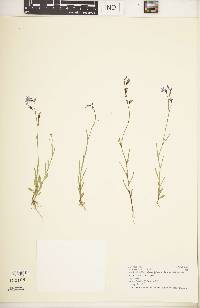 Lobelia flaccida subsp. flaccida image