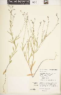 Lobelia flaccida subsp. flaccida image