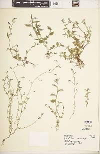 Lobelia flaccida subsp. granvikii image