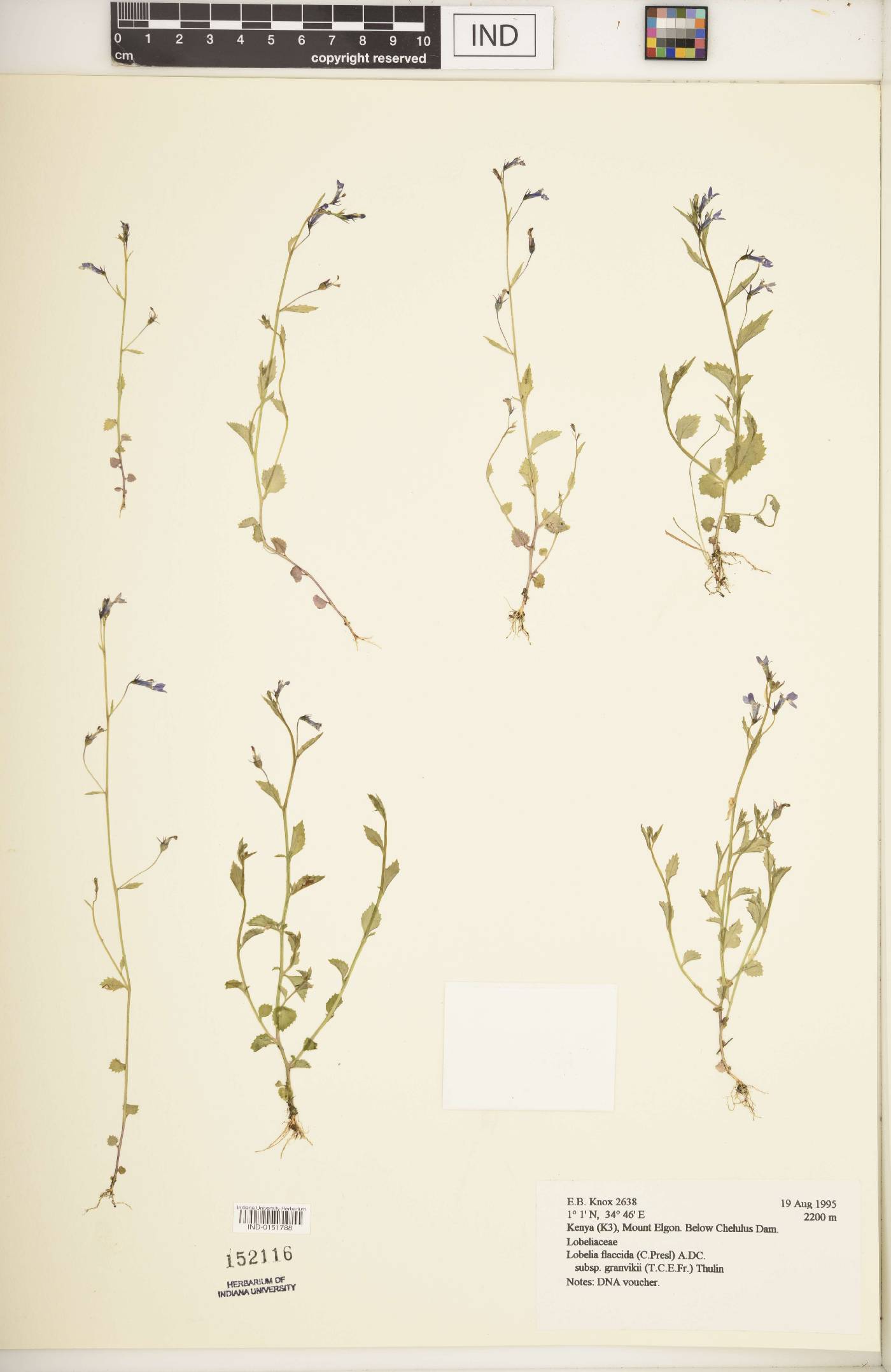 Lobelia flaccida subsp. granvikii image