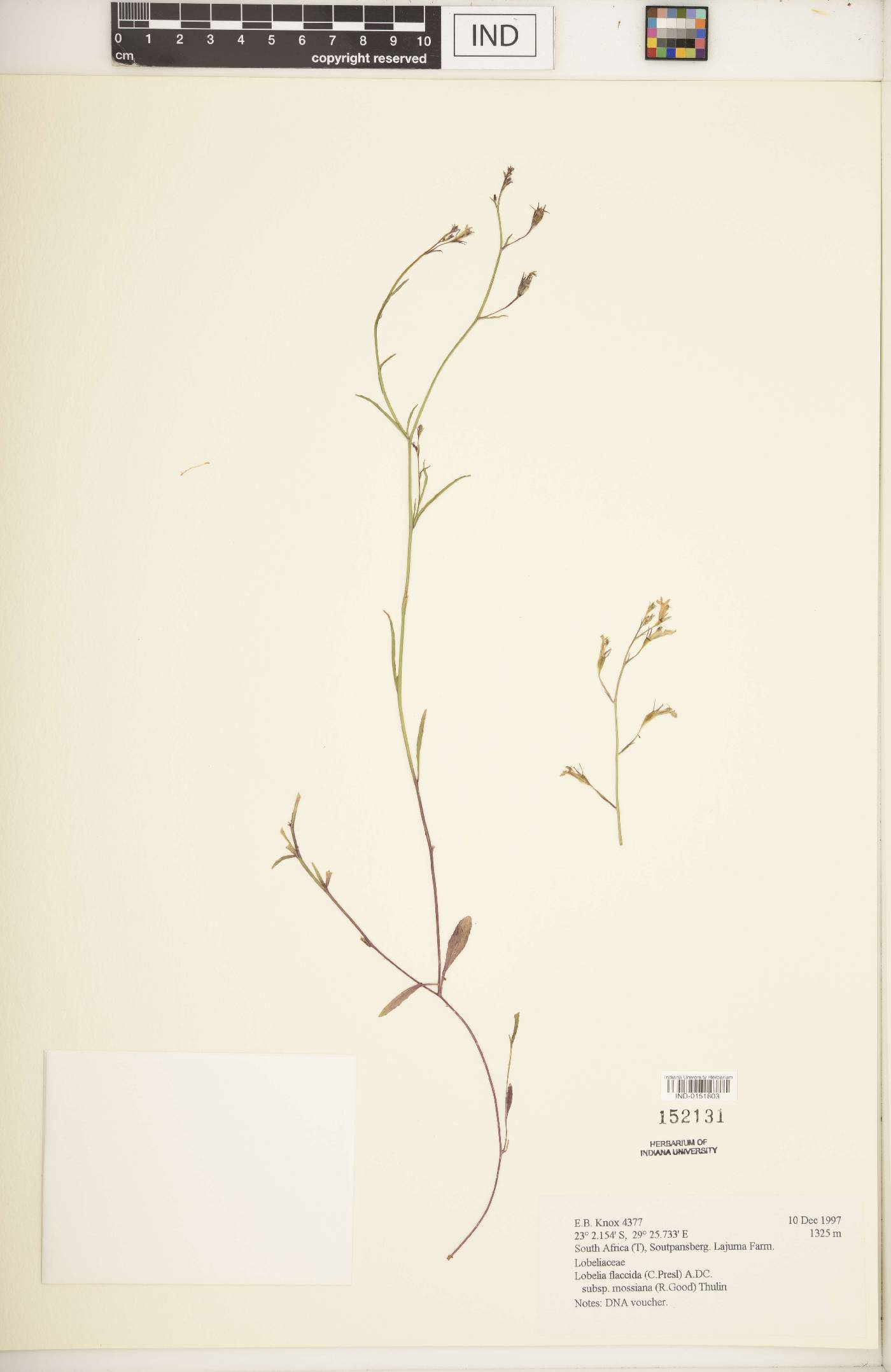 Lobelia flaccida subsp. mossiana image