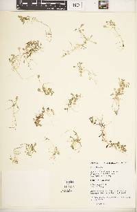 Lobelia galpinii image