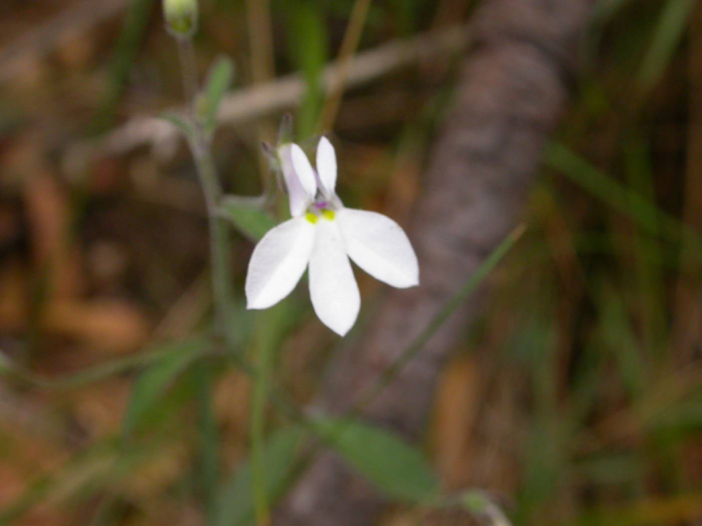 Lobelia boivinii image