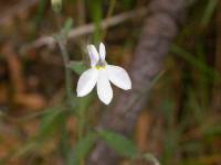 Image of Lobelia boivinii