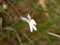 Lobelia boivinii image