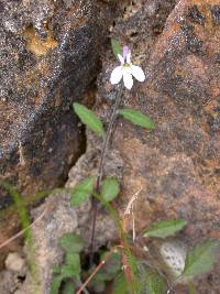 Lobelia boivinii image