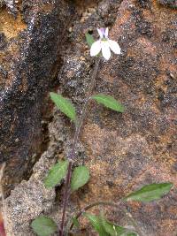 Lobelia boivinii image