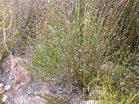 Lobelia capillifolia image