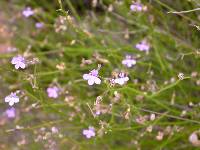 Lobelia capillifolia image