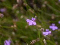 Lobelia capillifolia image