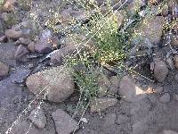 Lobelia capillifolia image