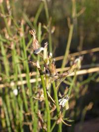 Lobelia capillifolia image