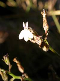 Lobelia capillifolia image