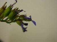 Lobelia comosa image